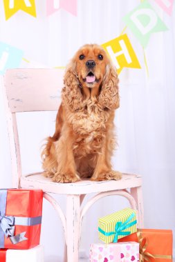 İngiliz cocker spaniel ve doğum günü