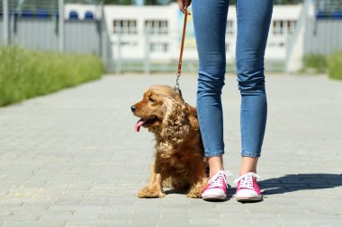 İngiliz cocker spaniel ve açık havada sahibi