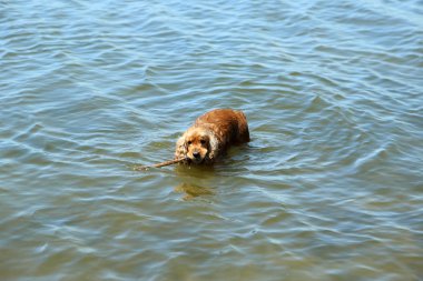 İngiliz cocker spaniel nehir  