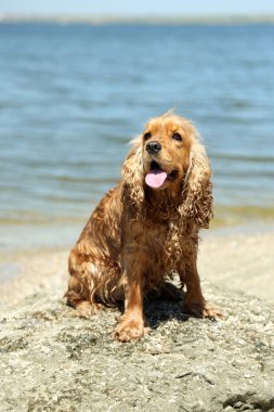 İngiliz cocker spaniel Beach 