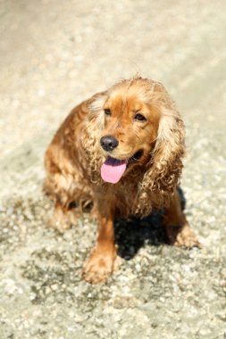 İngiliz cocker spaniel Beach 