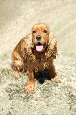 İngiliz cocker spaniel Beach 