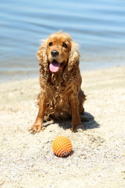 İngiliz cocker spaniel Beach 