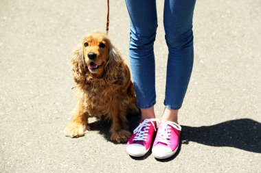 İngiliz cocker spaniel ve açık havada sahibi