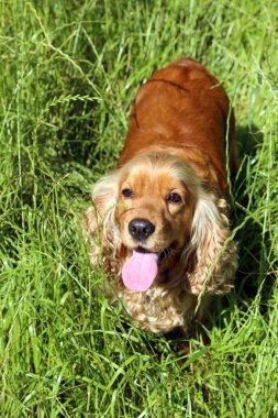 İngiliz cocker spaniel açık havada