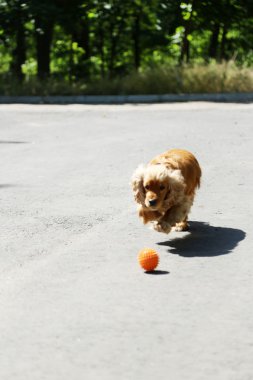 İngiliz cocker spaniel açık havada