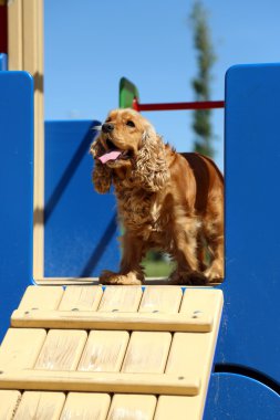 İngiliz cocker spaniel açık havada