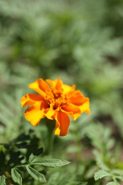 arancio francese calendule (tagetes patula), all'aperto