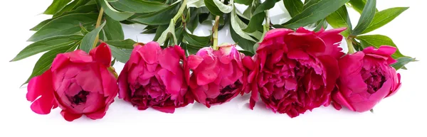 Розовые пионы, изолированные на белом — стоковое фото