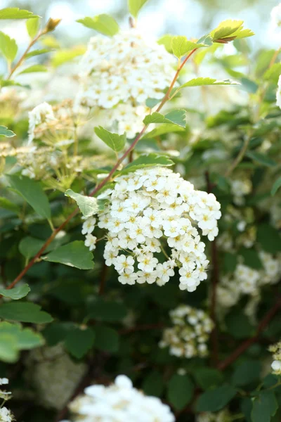 Beautiful spirea flowers, outdoors — Stock Photo, Image