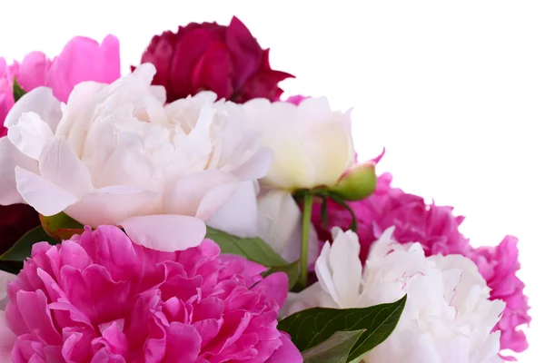 Güzel pembe ve beyaz peonies üzerinde beyaz izole — Stok fotoğraf