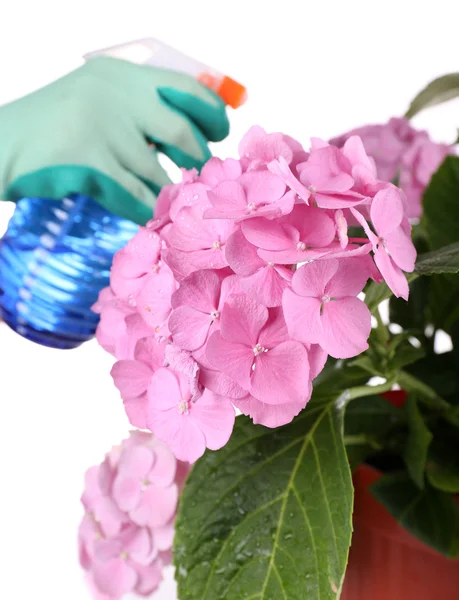 Processen av att vårda hydrangea blomman isolerad på vit — Stockfoto
