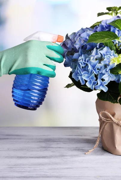 Process of caring for  hydrangea flower  on light background — Stock Photo, Image