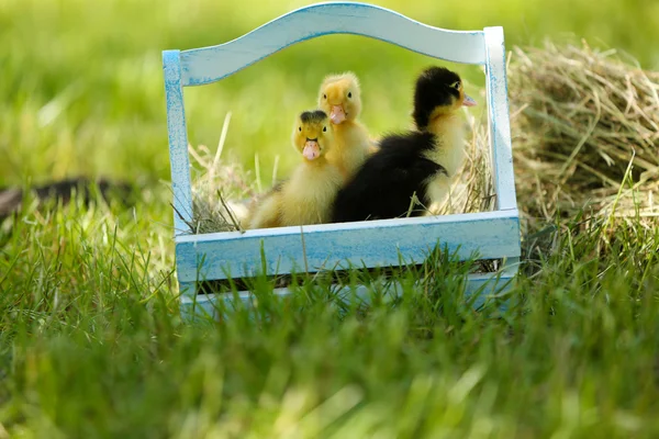 Petits canetons mignons dans un panier en bois sur herbe verte, à l'extérieur — Photo