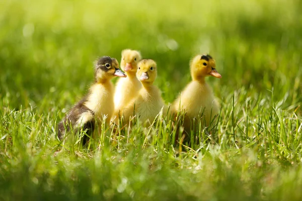 Piccoli simpatici anatroccoli su erba verde, all'aperto — Foto Stock