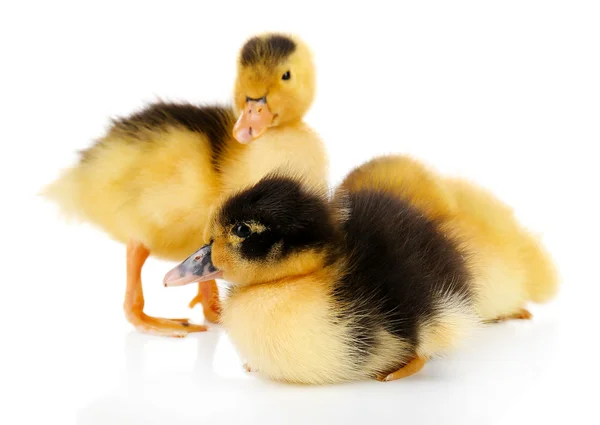 Piccoli simpatici anatroccoli isolati su bianco — Foto Stock