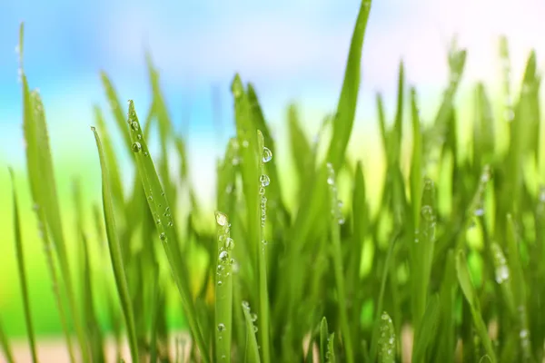 Prachtige lente gras op lichte achtergrond — Stockfoto