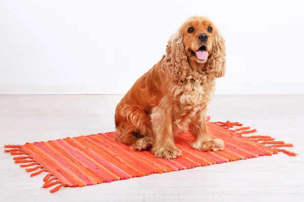 Engelsk cocker spaniel på mattan i rummet — Stockfoto