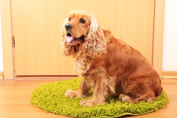 英国可卡犬在门边的地毯上 — 图库照片