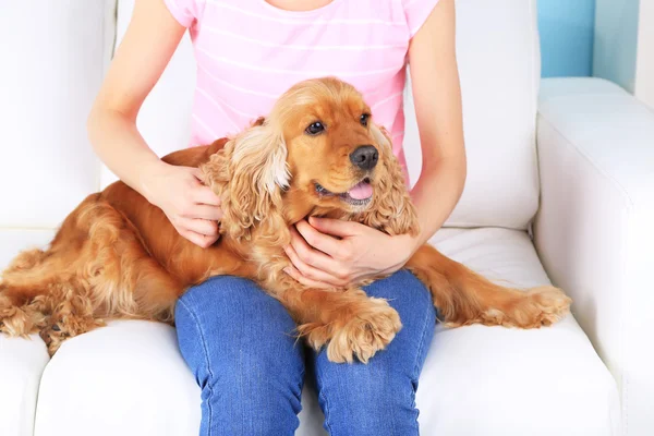 Inglês cocker spaniel no sofá com proprietário — Fotografia de Stock