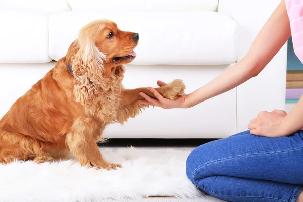 English cocker spaniel gives paw for owner — Stock Photo, Image