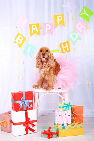 English cocker spaniel and birthday — Stock Photo, Image