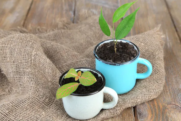 Junge Pflanze in Tassen auf farbigem Holzhintergrund — Stockfoto