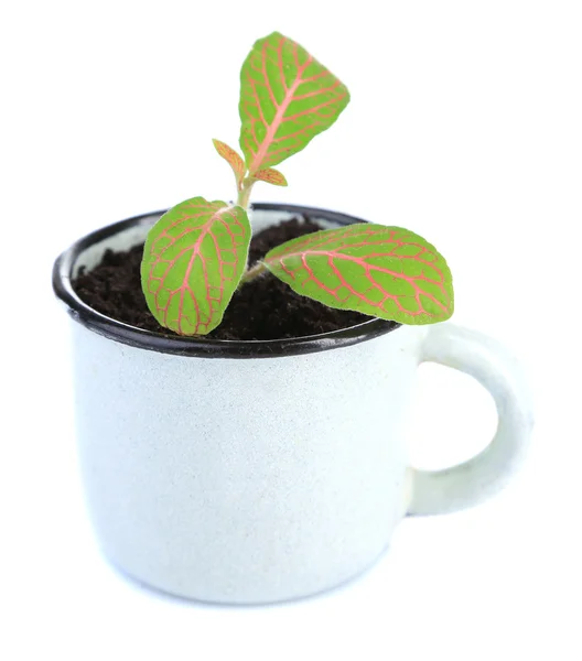 マグカップ白で隔離されるで若い植物 — ストック写真