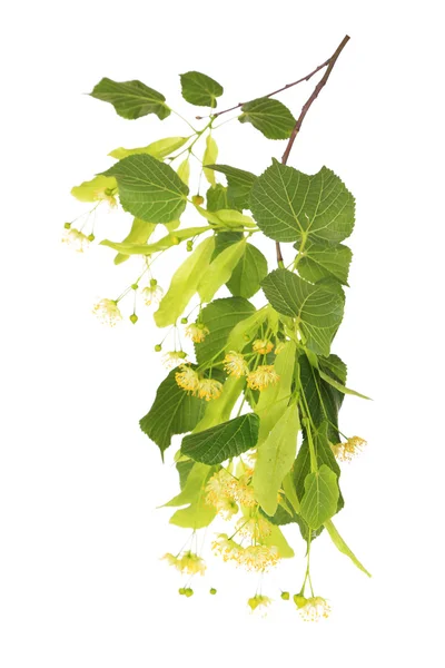 Branch of linden flowers isolated on white — Stock Photo, Image