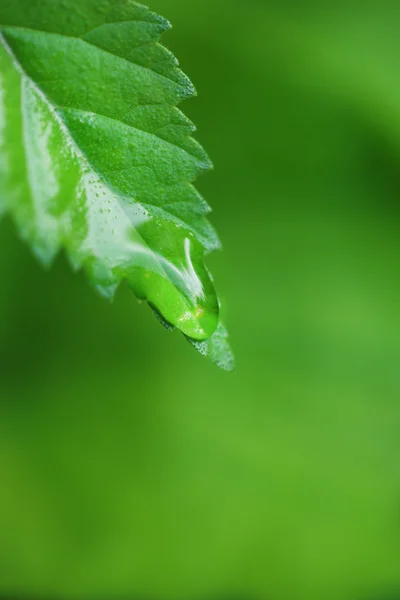 Kapky vody na čerstvé zelené listy, na světlé pozadí — Stock fotografie