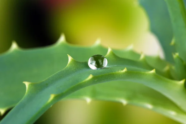 Gotas de agua sobre planta de aloe verde fresco, sobre fondo brillante —  Fotos de Stock