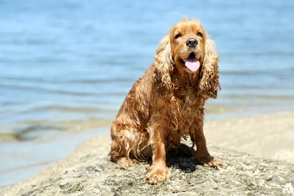 Cocker anglais épagneul sur la plage — Photo