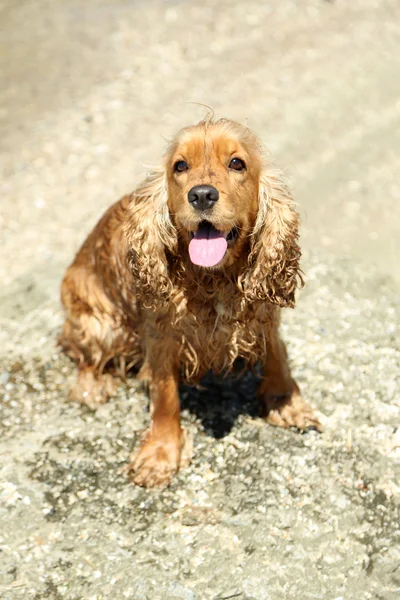 English cocker spaniel on beach — Stock Photo, Image