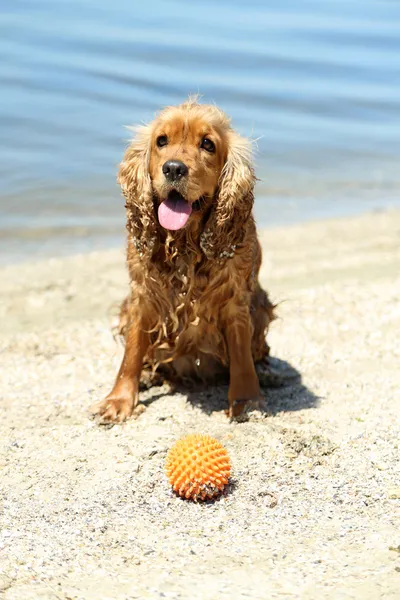 Inglês cocker spaniel na praia — Fotografia de Stock