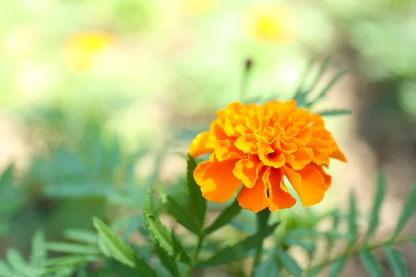 Orange french marigolds (Tagetes patula), outdoors — Stock Photo, Image