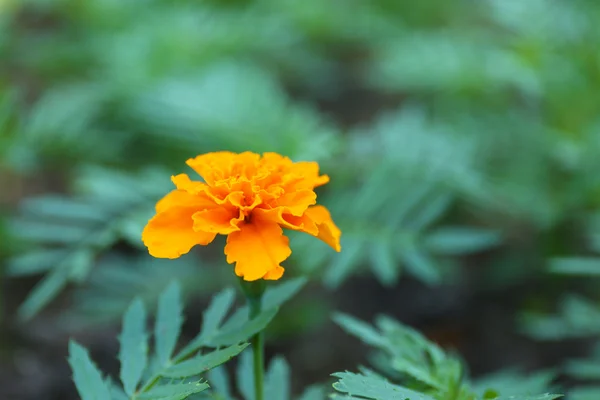 Orange french marigolds (Tagetes patula), outdoors — Stock Photo, Image