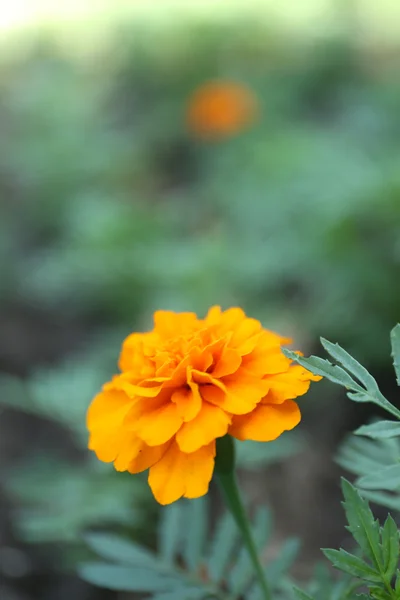 Calendule francesi arancioni (Tagetes patula), all'aperto — Foto Stock