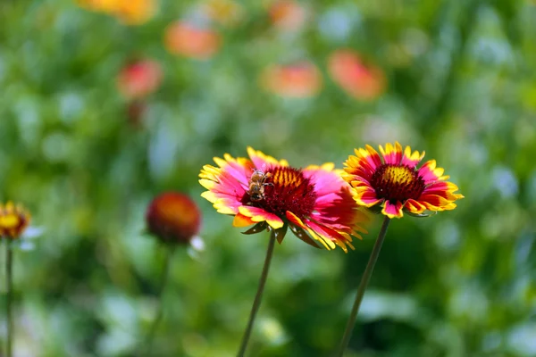 Bloom, açık havada Gaillardia (paket çiçek) — Stok fotoğraf