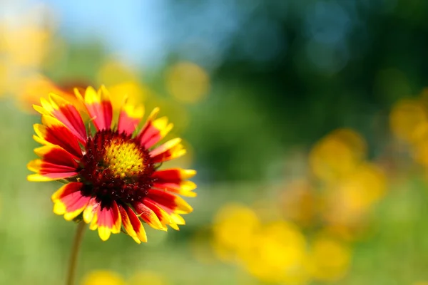 Gaillardia (filt blomma) i blom, utomhus — Stockfoto