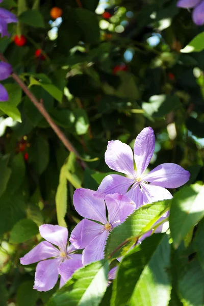 Printemps fleurs violettes, à l'extérieur — Photo