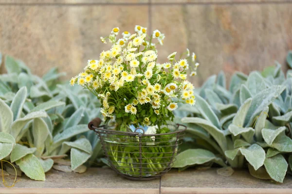 Decoración del jardín con flores silvestres, al aire libre — Foto de Stock