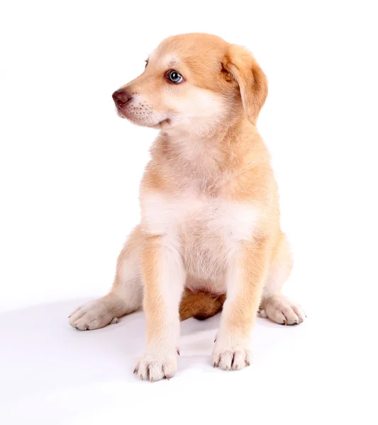 Petit chiot mignon retriever doré, isolé sur blanc — 图库照片