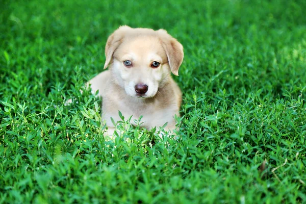 Pequeno filhote de cachorro Golden Retriever bonito, ao ar livre — Fotografia de Stock