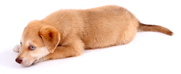 Mały szczeniak ładny złoty pies myśliwski, na białym tle — Zdjęcie stockowe