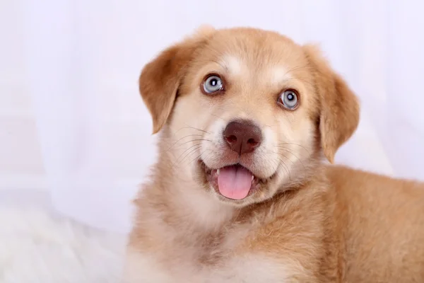 Pequeno filhote de cachorro Golden Retriever bonito, close-up — Fotografia de Stock