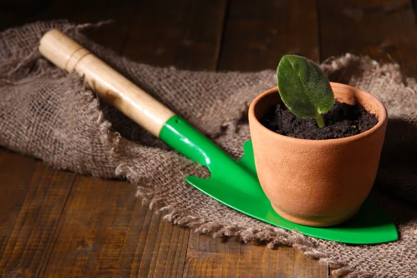 Mikrop pot ve kürek kemiği üzerinde ahşap tablo — Stok fotoğraf