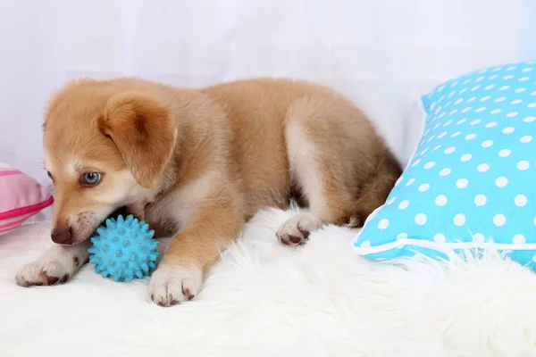 Bonito cachorrinho bege brincando com bola no tapete branco — Fotografia de Stock