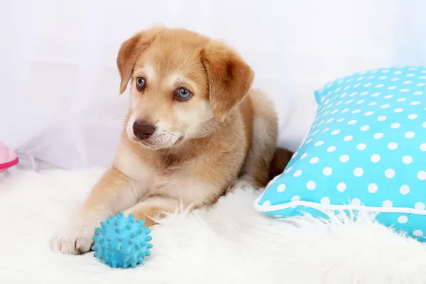 Bonito cachorrinho bege brincando com bola no tapete branco — Fotografia de Stock