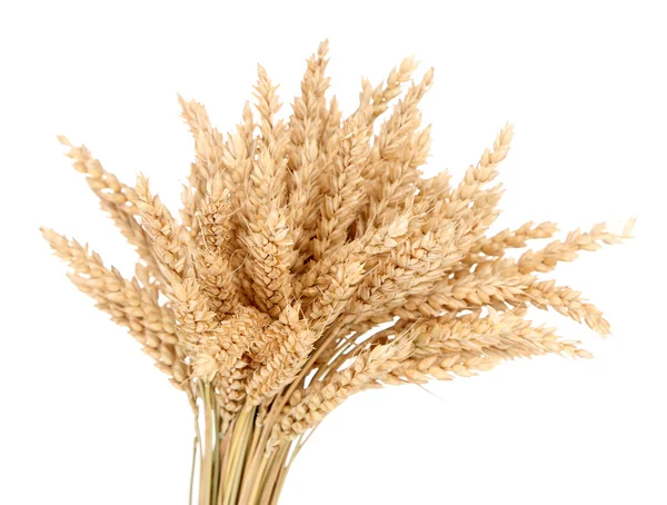 Сніп пшениці ізольовано на білому — стокове фото
