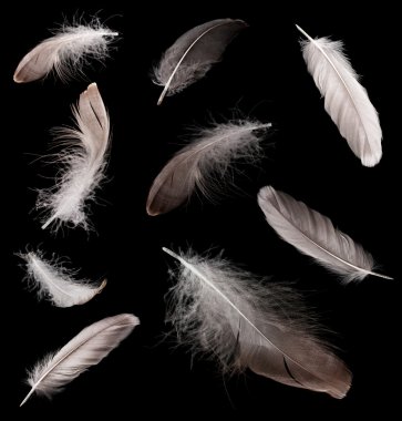 Collage of feathers on black background clipart